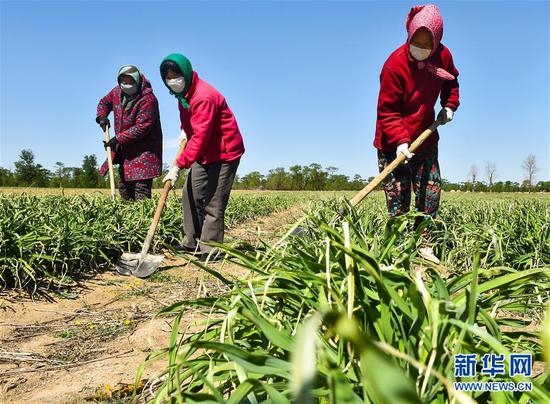  5月11日，農民在山西省大同市云州區西坪鎮唐家堡村邊的黃花菜地里除草。新華社發(fā)（柴婷 攝）