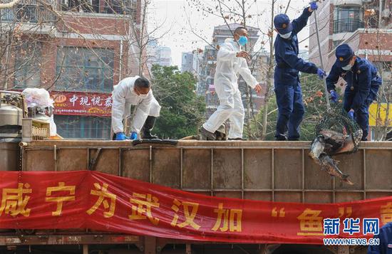 3月13日，一批運到湖北省武漢市硚口區華生漢口城市廣場(chǎng)社區的活魚(yú)在卸貨。當日，首批100噸調配自咸寧市的活魚(yú)運抵武漢市硚口區11個(gè)街道下轄社區。 新華社記者 程敏 攝